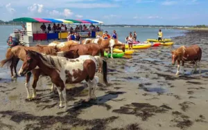 Horses and kayakers on Assateague Island.