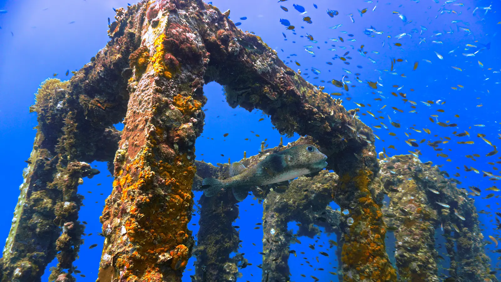 Beautiful artificial reef in the ocean