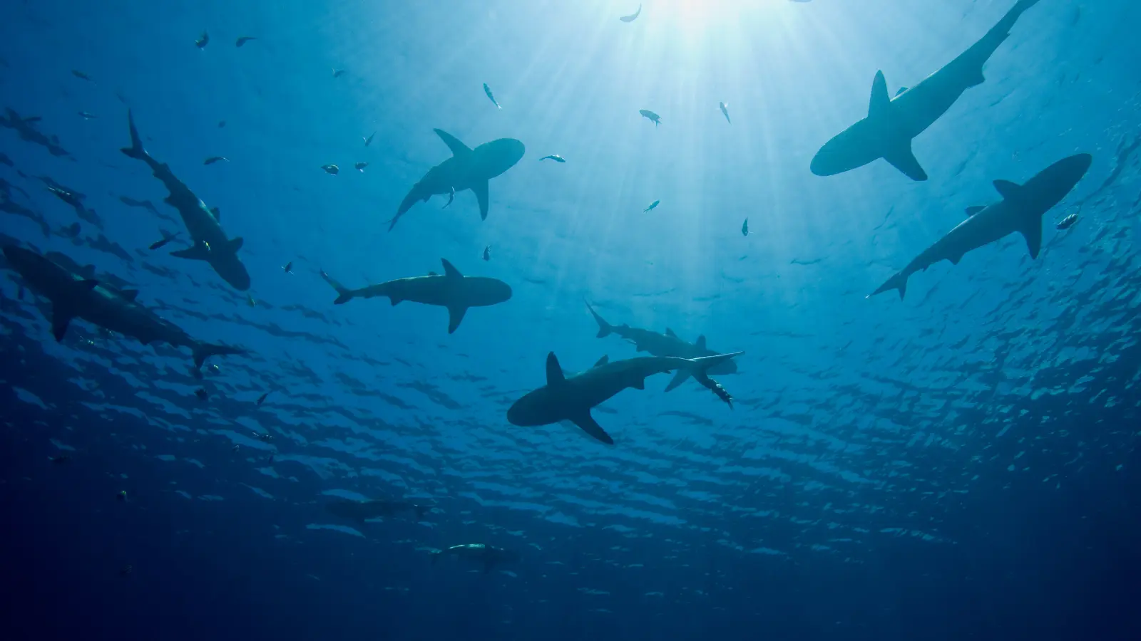 Shark week