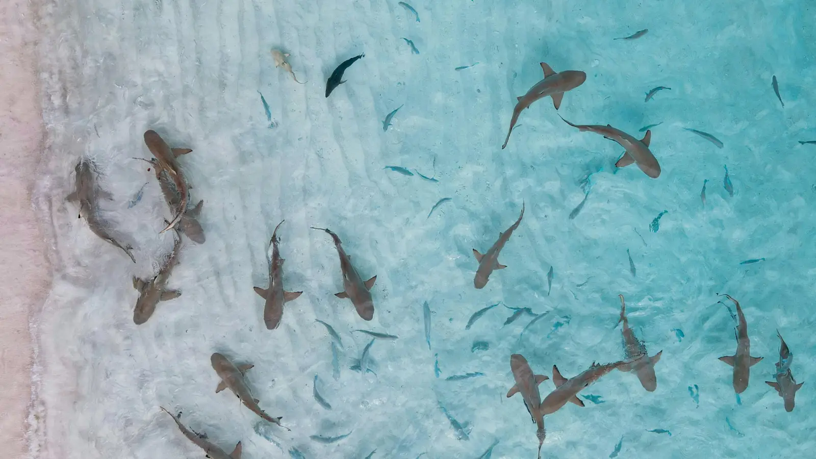 Sharks in the water
