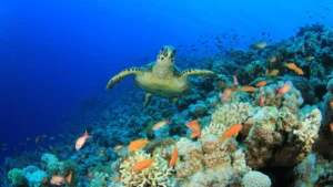 Why artificial reefs matter to us