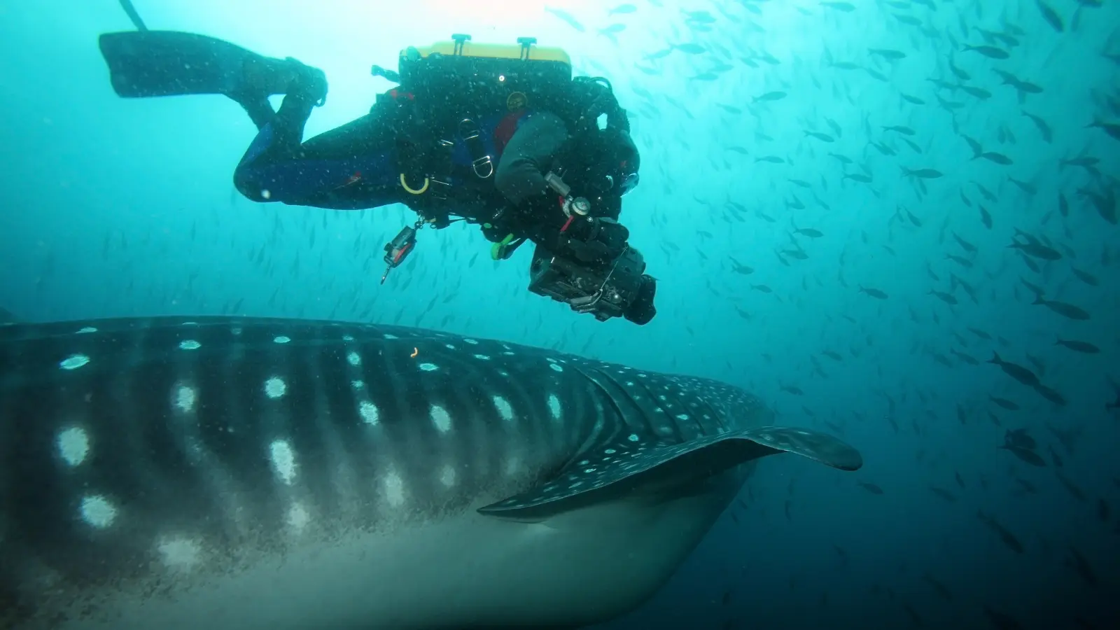 researcher looking at sharks