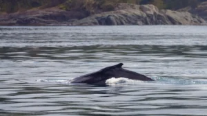 Whale in the water