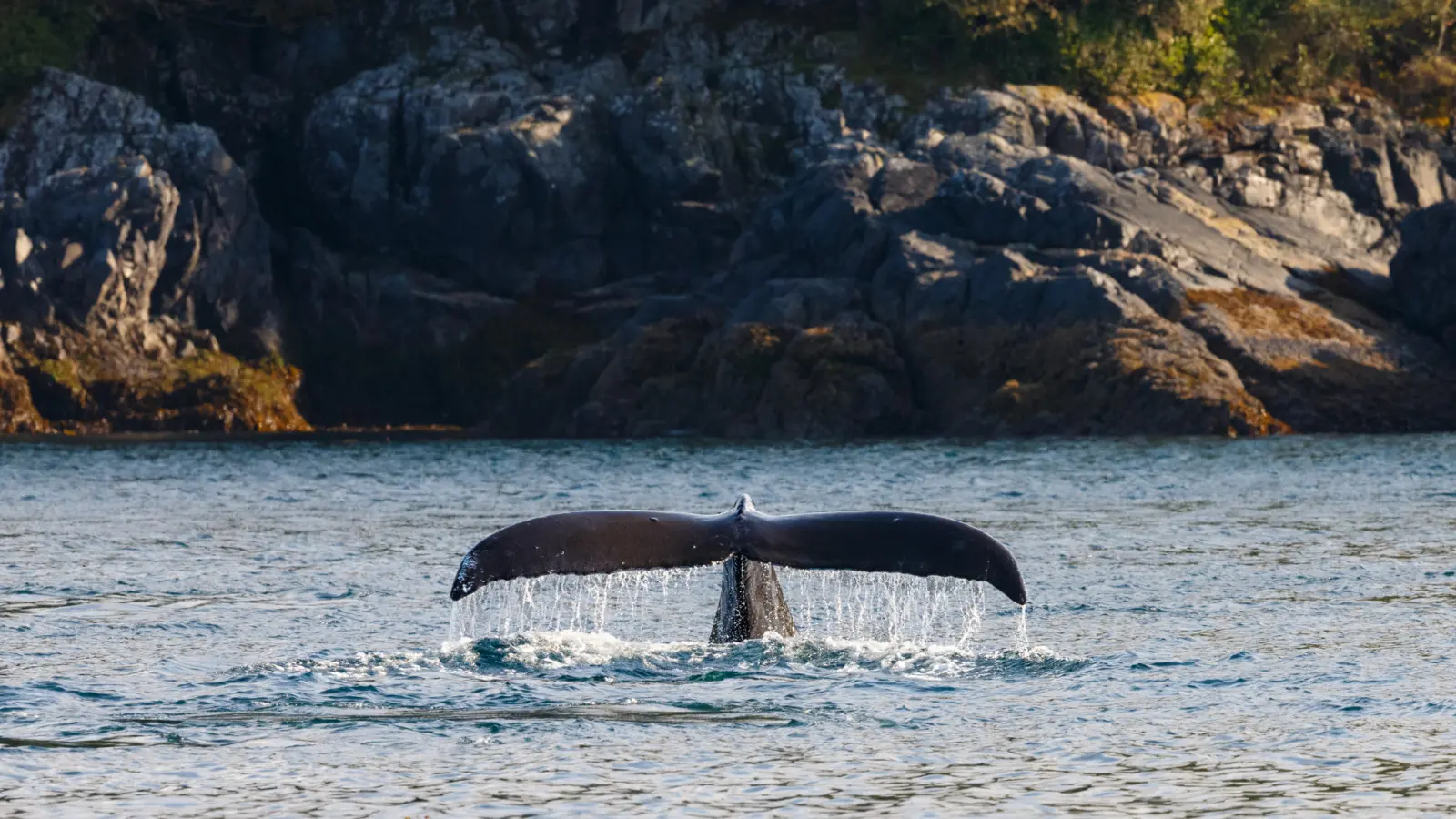Whale in BC